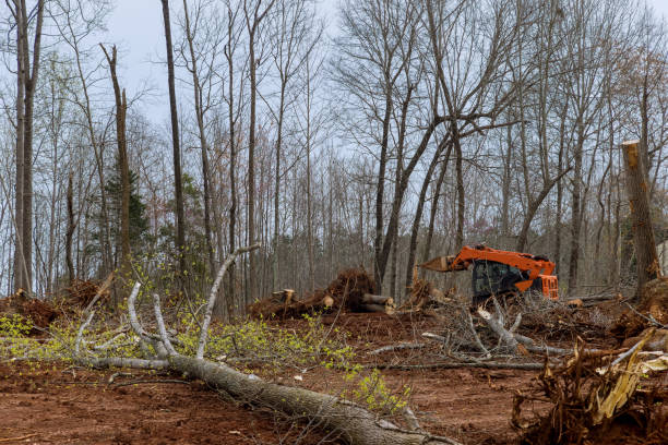 Best Tree Removal  in Castle Shannon, PA